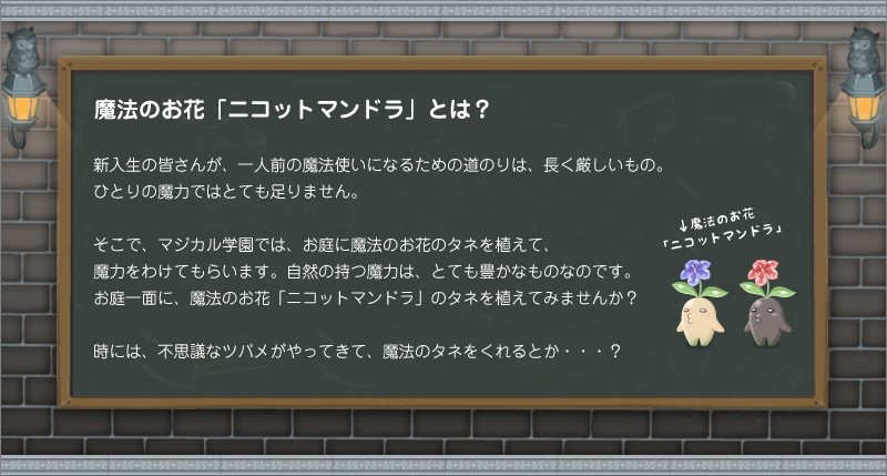 魔法のお花「ニコットマンドラ」とは？