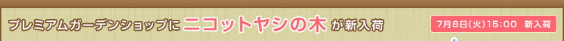 プレミアムガーデンショップにニコットヤシの木が新入荷